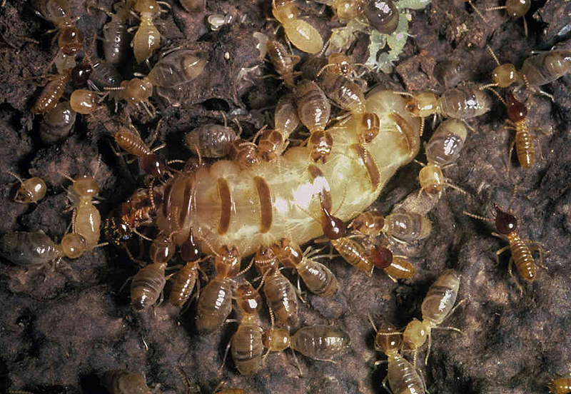 Mối chúa