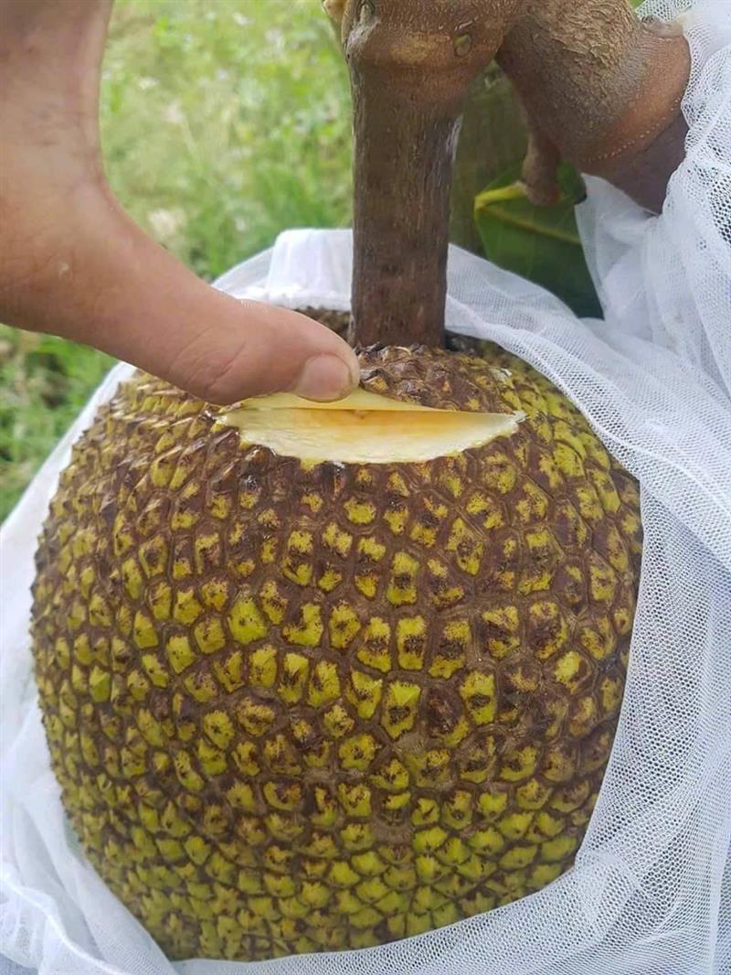 túi bao mít ổi xoài