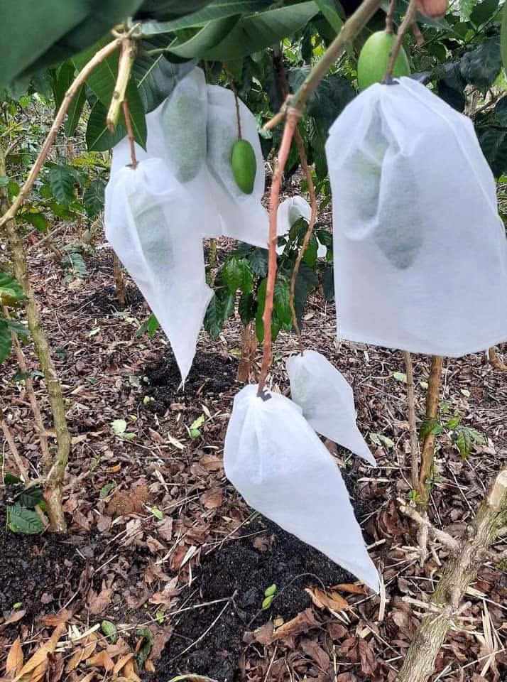 túi bao mít ổi xoài
