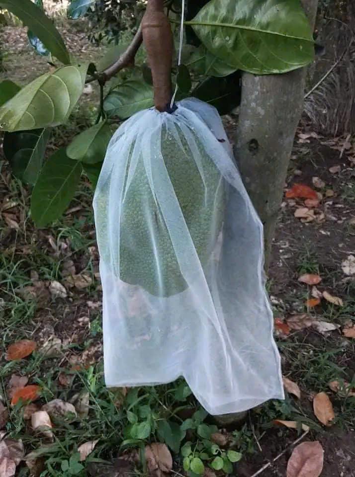 túi bao mít ổi xoài